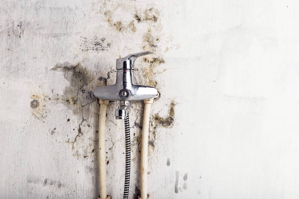 Best Mold Removal Company Near Me  in Wolverine Lake, MI