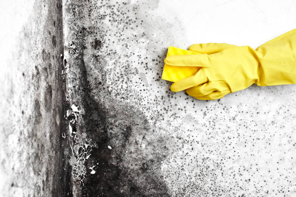 Mold Testing and Removal in Wolverine Lake, MI