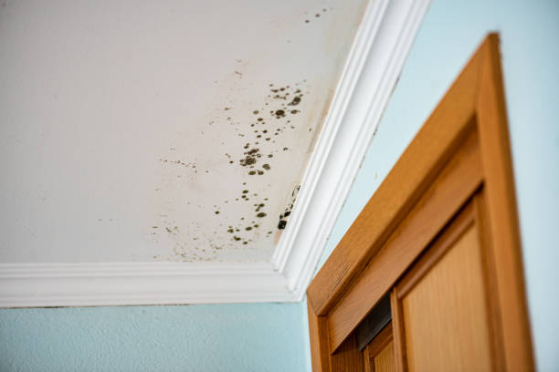 Best Home Mold Removal  in Wolverine Lake, MI