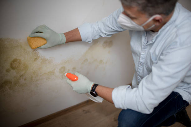 Best Same-Day Mold Removal  in Wolverine Lake, MI