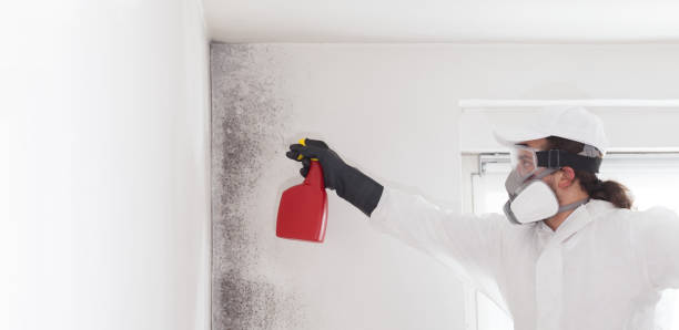 Best Affordable Mold Removal  in Wolverine Lake, MI