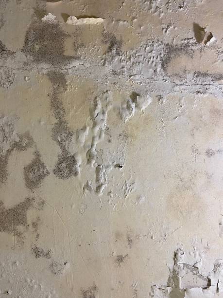 Best Mold Testing and Removal  in Wolverine Lake, MI