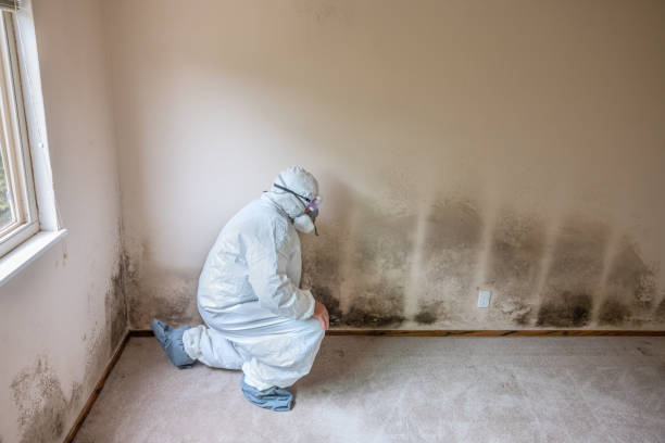Best Local Mold Removal Service  in Wolverine Lake, MI