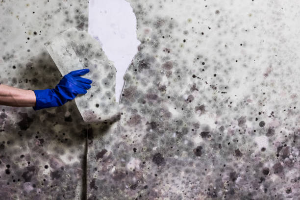 Best Attic Mold Removal  in Wolverine Lake, MI