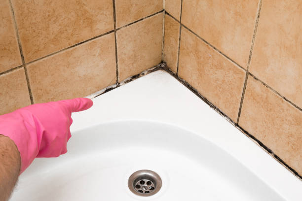 Best Affordable Mold Removal  in Wolverine Lake, MI